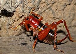 Image result for Realistic King Cricket Toy