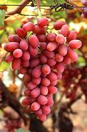Image result for Decorative Grape Vine