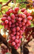 Image result for A Grape