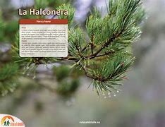 Image result for halconera