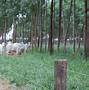 Image result for Brazil Farming