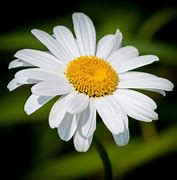 Image result for Daisy Flower Cut Out Template