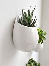 Image result for Wall Mounted Stand Off Plant Hanger with Tray