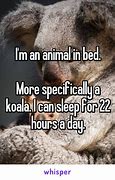 Image result for Koala Sleep Memes