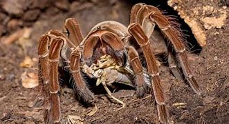 Image result for Biggest Spider Ever Seen