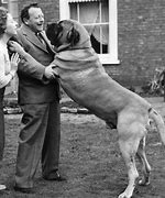 Image result for English Mastiff Biggest Dog in the World