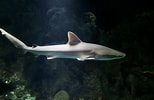 Afbeeldingsresultaten voor "carcharhinus Acronotus". Grootte: 154 x 100. Bron: www.zoochat.com
