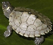 Image result for Graptemys Emydidae
