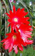 Image result for Cactus Flowers Arizona