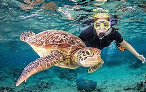 Image result for Snorkeling with Turtles