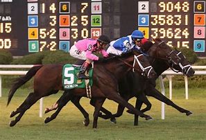 Image result for Thoroughbred Before and After Racing