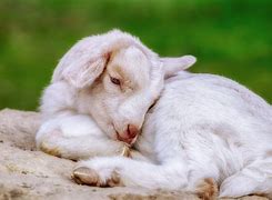 Image result for Cabrito Blanco