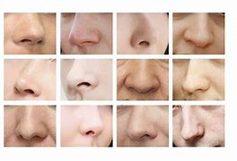 Image result for Different Nose Shapes