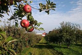 Image result for Country Apple Orchard