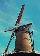 Image result for Dutch Windmill Flower