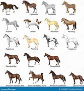 Image result for List of Horses