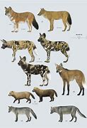 Image result for Canidae Nocturnal Species