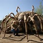 Image result for World's Biggest Spider Found