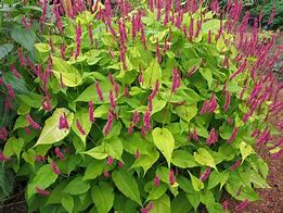 Image result for Persicaria amplexicaulis Golden Arrow