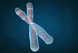 Image result for Chromosome Biology
