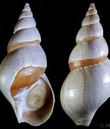 Afbeeldingsresultaten voor "buccinum Hydrophanum". Grootte: 157 x 185. Bron: www.gastropods.com