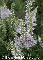 Image result for Veronica Blue Feather