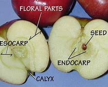 Image result for endocarpio