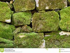 Image result for Stone Moss Background