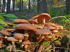 Image result for Humongous Fungus Size