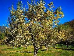 Image result for Yellow Apple Tree Blossoms