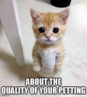Image result for Cat Happy Petting Meme Image