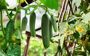 Image result for Grow Cucumbers Vertically