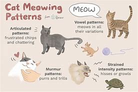 Image result for Domestic Cat Types