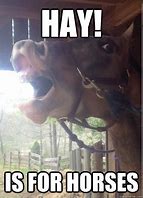Image result for Hay Horse Meme