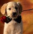 Image result for Cool Dog Wallpapers