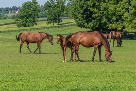 Image result for Farm Thoroughbred Horse