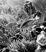 Image result for Pink Coral Fish