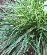 Image result for Carex morrowii Variegata