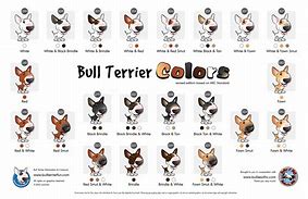 Image result for Bull Terrier Colors