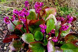 Image result for Bergenia Eroica