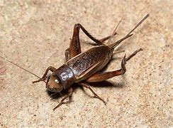 Image result for Cricket Spirit Animal