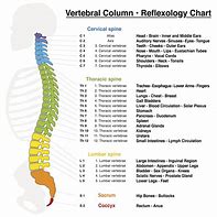 Image result for Back Body Parts for Chiropractic