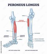 Image result for Peroneus Longus and Brevis Muscles