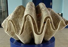 Image result for World's Biggest Clam
