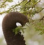 Image result for What Do African Elephants Eat