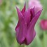 Image result for Tulipa Purple Dream