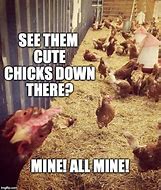 Image result for Chicken Pimp Meme