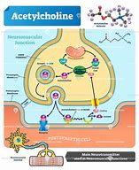 Image result for Acetylcholine Production Pathway
