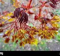 Image result for Red Maple Tree Flowers