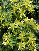 Image result for Sedum (L) floriferum Weihenstephaner Gold